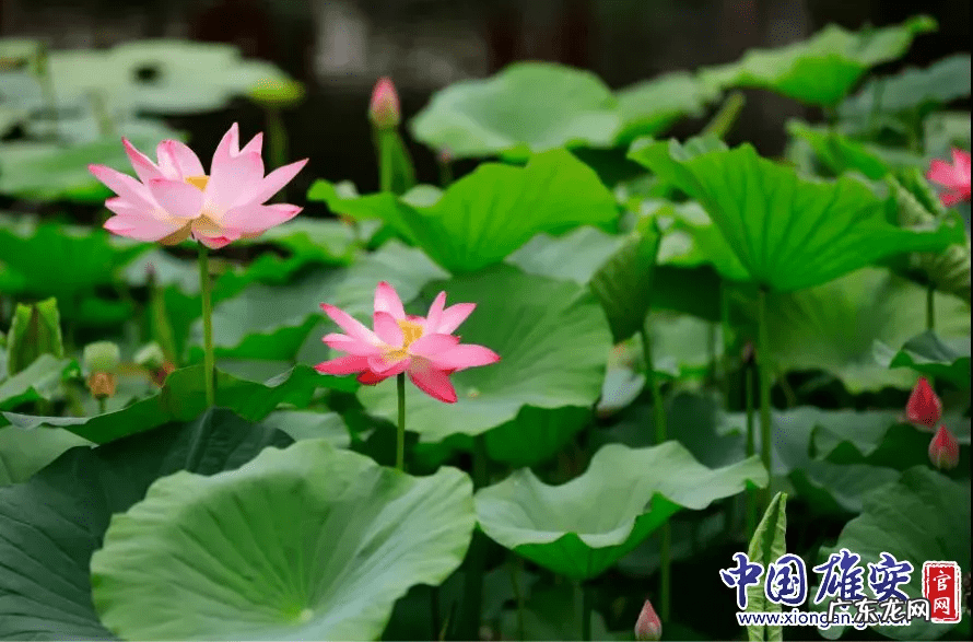 白洋淀荷花节是几月几号 白洋淀的荷花啥时候开
