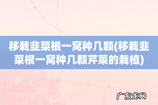 移栽韭菜根一窝种几颗芹菜的栽植 移栽韭菜根一窝种几颗