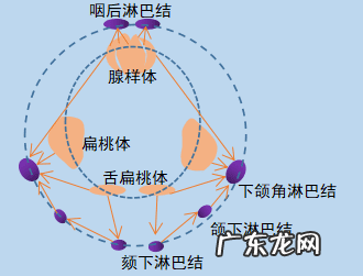 小孩扁桃体发炎原因 小儿扁桃体发炎是怎么引起的