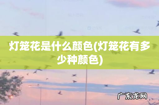 灯笼花有多少种颜色 灯笼花是什么颜色