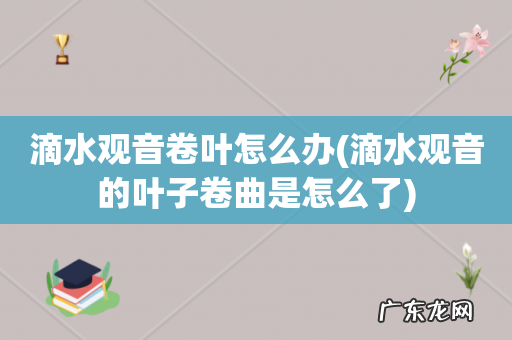 滴水观音的叶子卷曲是怎么了 滴水观音卷叶怎么办