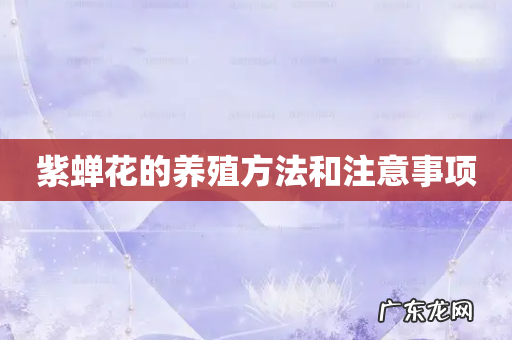 紫蝉花的养殖方法和注意事项