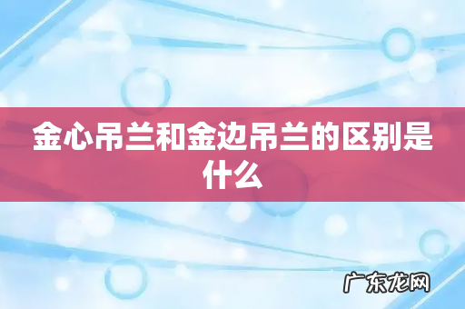 金心吊兰和金边吊兰的区别是什么