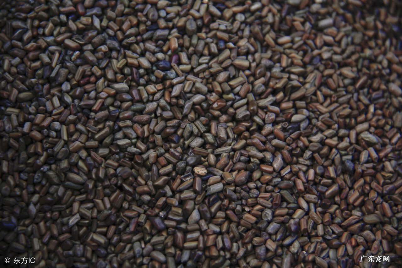 决明子的功效有哪些 决明子的功效与作用