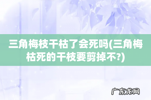 三角梅枯死的干枝要剪掉不? 三角梅枝干枯了会死吗