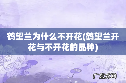 鹤望兰开花与不开花的品种 鹤望兰为什么不开花