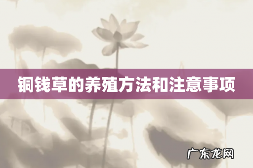 铜钱草的养殖方法和注意事项