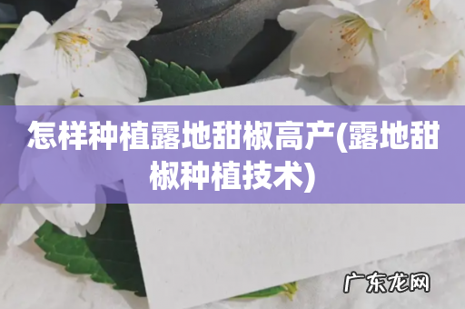 露地甜椒种植技术 怎样种植露地甜椒高产