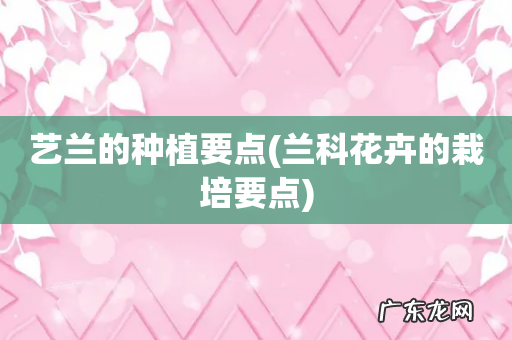 兰科花卉的栽培要点 艺兰的种植要点