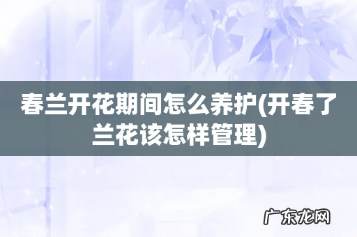 开春了兰花该怎样管理 春兰开花期间怎么养护