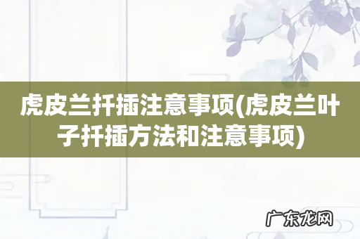 虎皮兰叶子扦插方法和注意事项 虎皮兰扦插注意事项