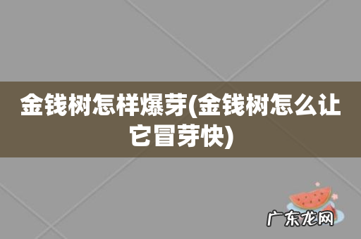 金钱树怎么让它冒芽快 金钱树怎样爆芽