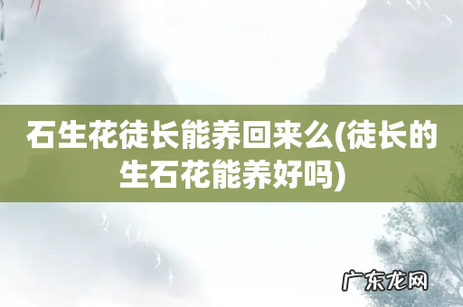 徒长的生石花能养好吗 石生花徒长能养回来么