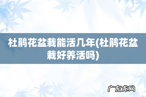 杜鹃花盆栽好养活吗 杜鹃花盆栽能活几年