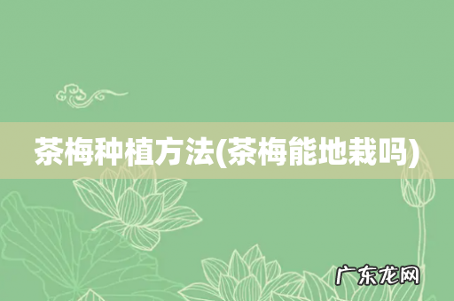 茶梅能地栽吗 茶梅种植方法