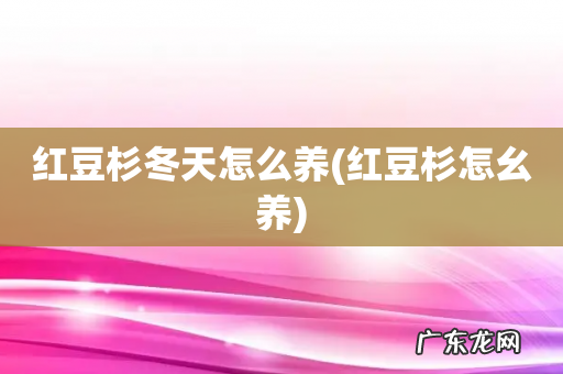 红豆杉怎幺养 红豆杉冬天怎么养