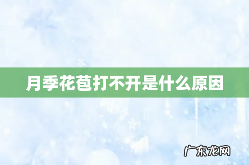 月季花苞打不开是什么原因