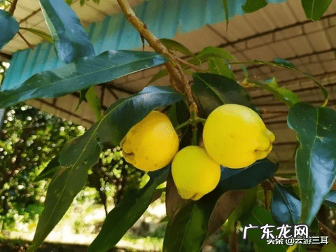 为什么叫烂柯山 高要烂柯山虎坑风水