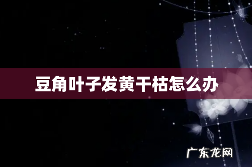 豆角叶子发黄干枯怎么办