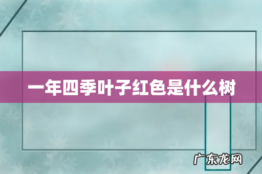 一年四季叶子红色是什么树