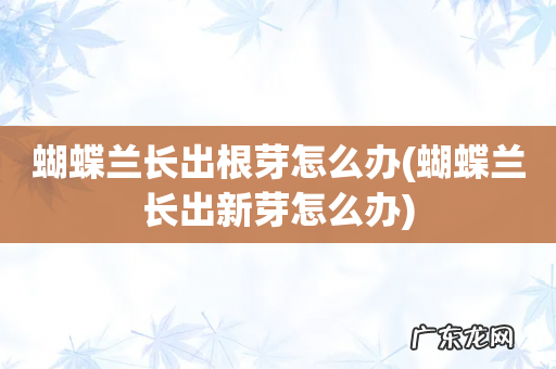 蝴蝶兰长出新芽怎么办 蝴蝶兰长出根芽怎么办