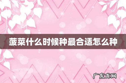 菠菜什么时候种最合适怎么种