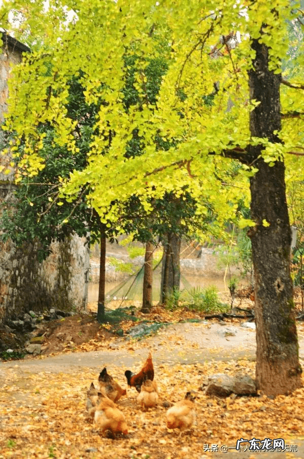 11月去哪里旅游好?