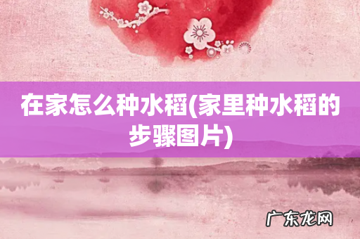 家里种水稻的步骤图片 在家怎么种水稻