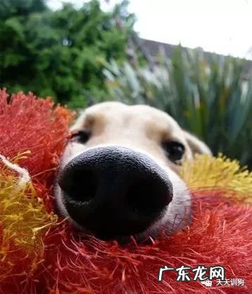 狗狗鼻子干的原因 狗鼻子干是什么原因