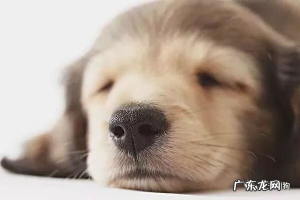 狗狗鼻子干的原因 狗鼻子干是什么原因