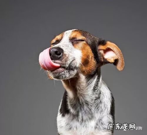 狗狗鼻子干的原因 狗鼻子干是什么原因