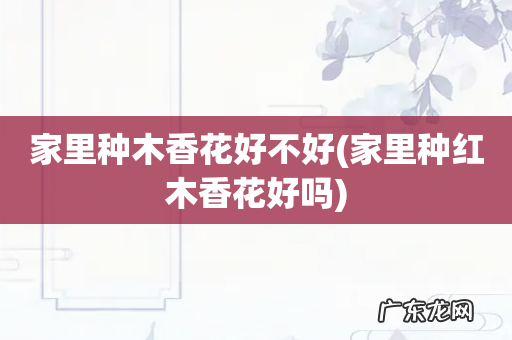 家里种红木香花好吗 家里种木香花好不好