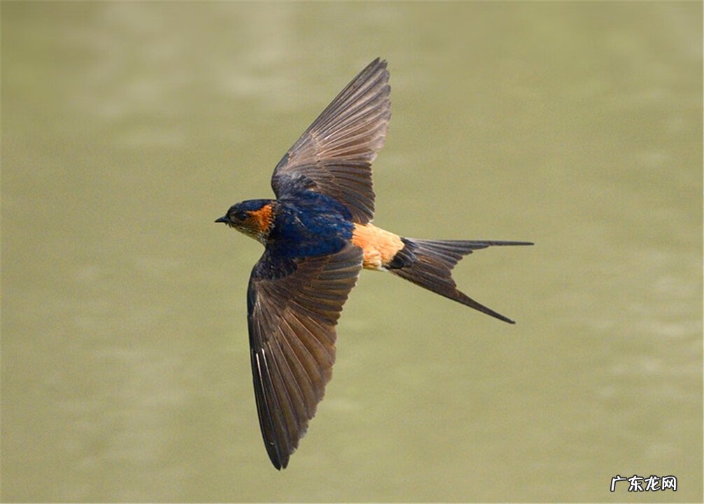 家里有燕子来筑巢,到底是不是好事 燕子来我家筑巢好不好