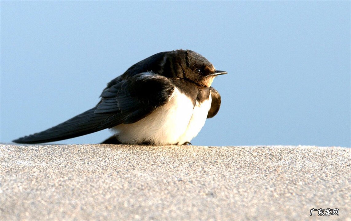 家里有燕子来筑巢,到底是不是好事 燕子来我家筑巢好不好