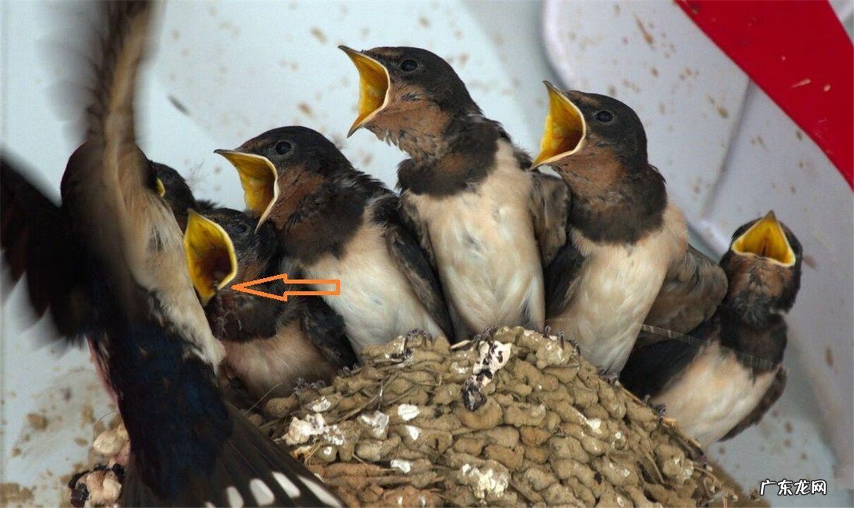 家里有燕子来筑巢,到底是不是好事 燕子来我家筑巢好不好
