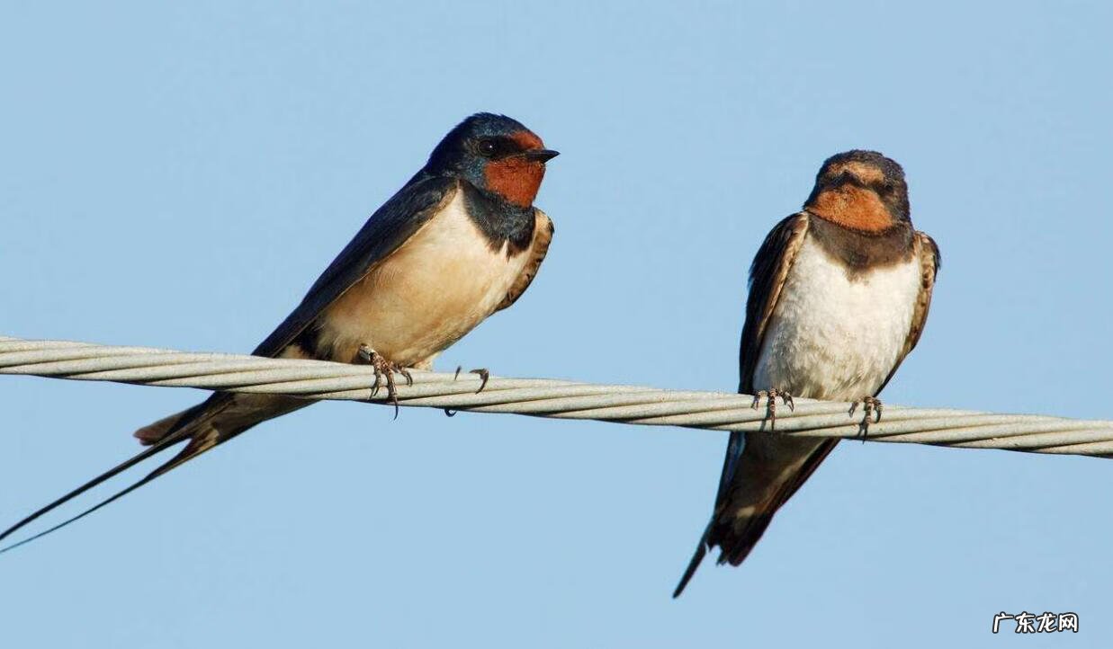 家里有燕子来筑巢,到底是不是好事 燕子来我家筑巢好不好