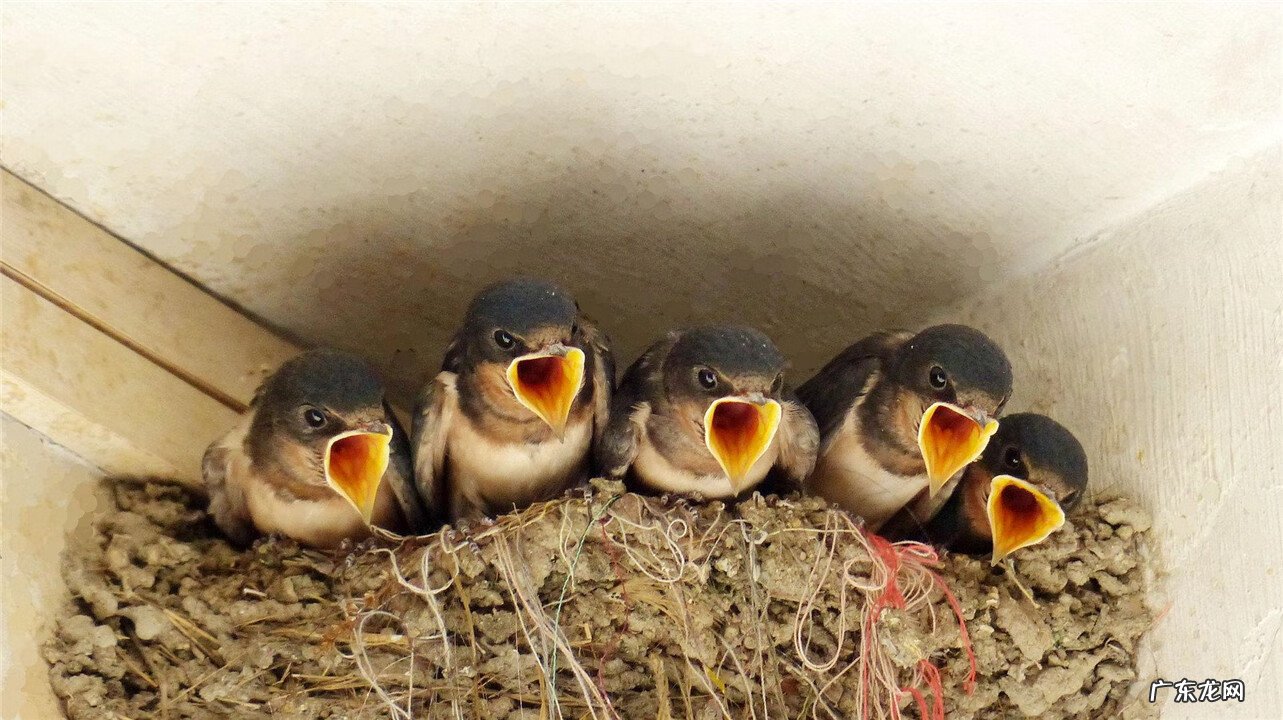 家里有燕子来筑巢,到底是不是好事 燕子来我家筑巢好不好