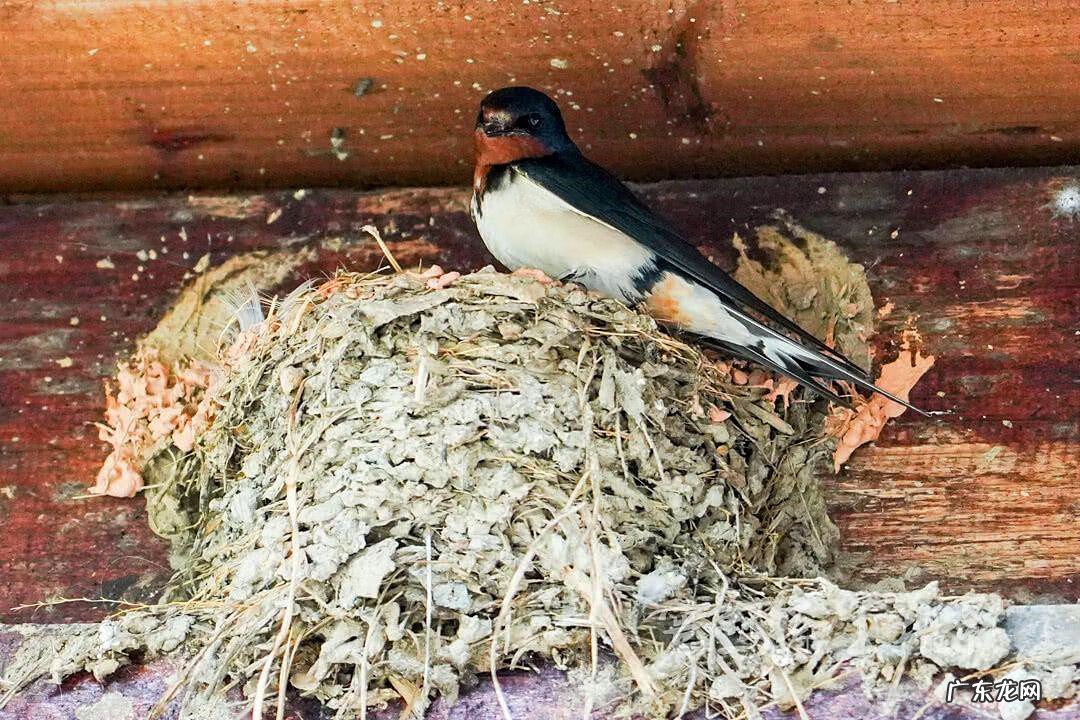 家里有燕子来筑巢,到底是不是好事 燕子来我家筑巢好不好