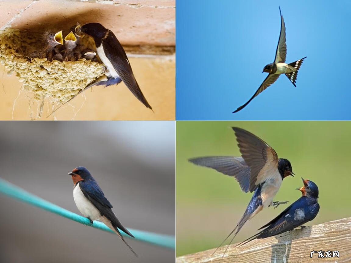 家里有燕子来筑巢,到底是不是好事 燕子来我家筑巢好不好