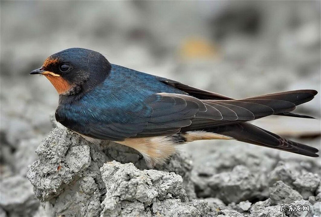 家里有燕子来筑巢,到底是不是好事 燕子来我家筑巢好不好