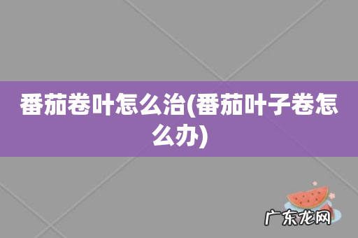 番茄叶子卷怎么办 番茄卷叶怎么治