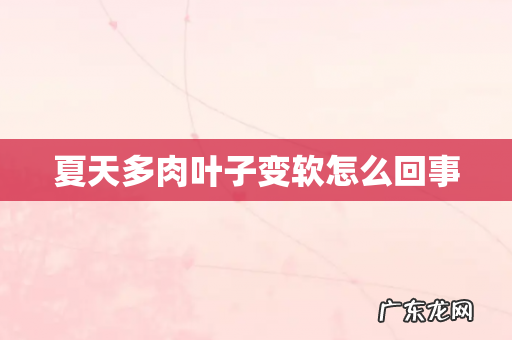 夏天多肉叶子变软怎么回事