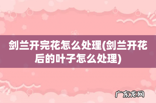 剑兰开花后的叶子怎么处理 剑兰开完花怎么处理