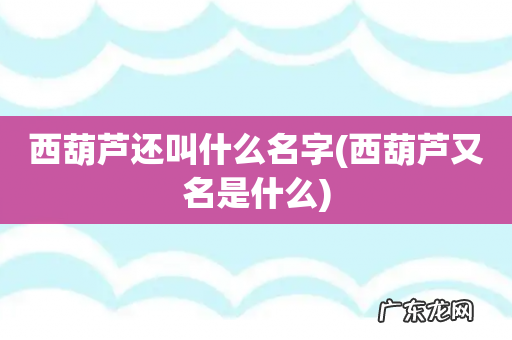 西葫芦又名是什么 西葫芦还叫什么名字