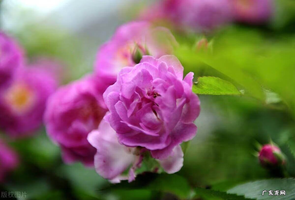 皮肤干燥缺少哪种维生素 皮肤干燥起皮怎么办才能有效啊图片