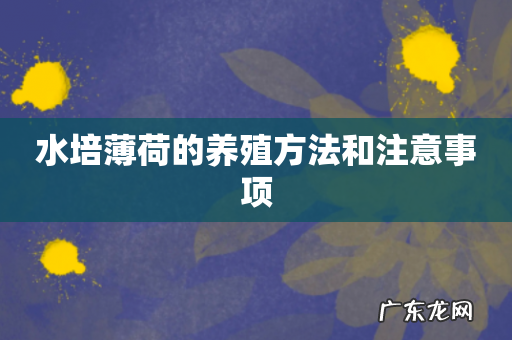 水培薄荷的养殖方法和注意事项