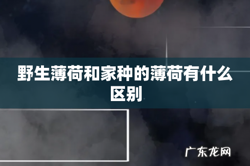 野生薄荷和家种的薄荷有什么区别
