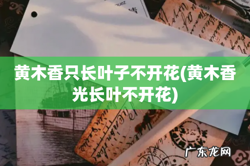 黄木香光长叶不开花 黄木香只长叶子不开花
