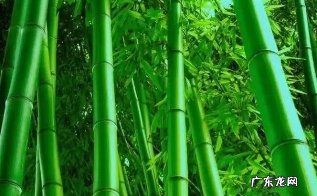 红尘风水大师简历 黄竹风水简历