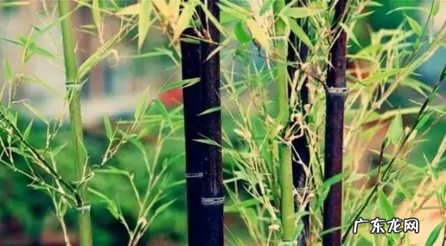 红尘风水大师简历 黄竹风水简历